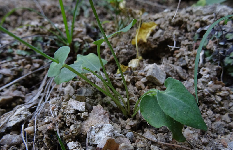 Parnassia palustris - Celastraceae